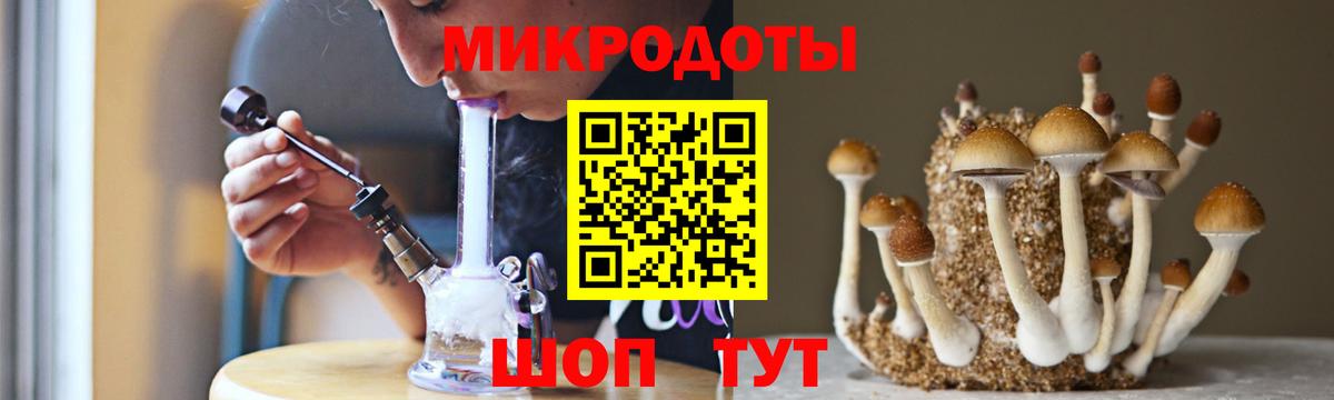 Псилоцибиновые грибы Psilocybe Ленинск-Кузнецкий